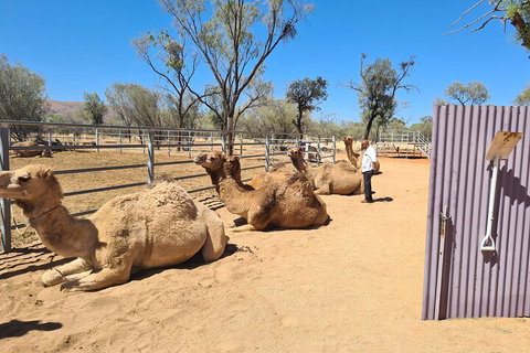 West MacDonnell Ranges Half-Day Small-Group Tour With Camel Ride - St Kilda Accommodation 0