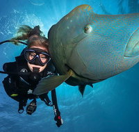 Great Barrier Reef Snorkeling and Diving Cruise from Cairns - St Kilda Accommodation