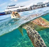 Scenic Helicopter Flight to Moore Reef and Return Snorkeling Cruise from Cairns - St Kilda Accommodation