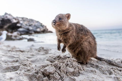 Rottnest Island All-Inclusive Grand Island Tour From Fremantle - St Kilda Accommodation 2