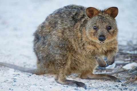 Perth To Rottnest Island Roundtrip Ferry Ticket - St Kilda Accommodation 3