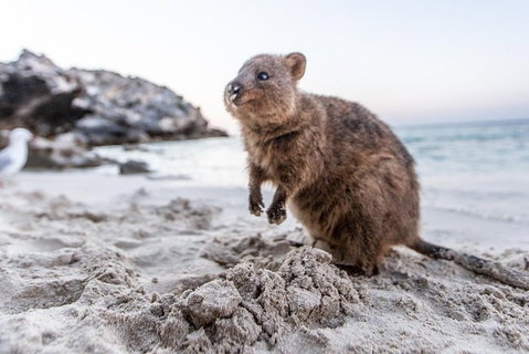 Perth To Rottnest Island Roundtrip Ferry Ticket - St Kilda Accommodation 5