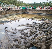 Hartley's Crocodile Adventures Day Trip from Cairns - St Kilda Accommodation