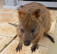 Wave Rock Pinnacles and Rottnest One Day Aeroplane Tour - St Kilda Accommodation