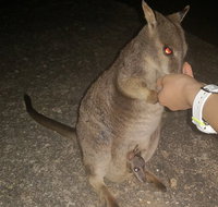 Private Tour to Paronella Park Historic Village Herberton and wild life Wallaby - St Kilda Accommodation