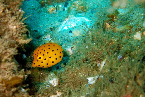 Wave Break Island Scuba Diving On The Gold Coast - St Kilda Accommodation 3