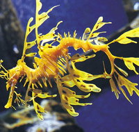 SEA LIFE Melbourne Aquarium Admission Ticket - St Kilda Accommodation