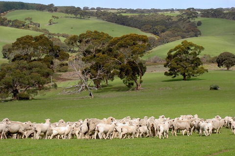 Kangaroo Island Luxury Small Group 'Island Life' Full Day Tour - St Kilda Accommodation 1