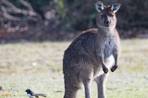 Kangaroo Island Luxury Small Group 'Island Life' Full Day Tour - St Kilda Accommodation 2