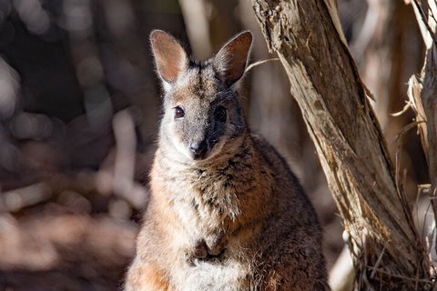 Kangaroo Island Luxury Small Group 'Island Life' Full Day Tour - St Kilda Accommodation 3