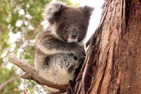 Kangaroo Island Luxury Small Group 'Island Life' Full Day Tour - St Kilda Accommodation 4