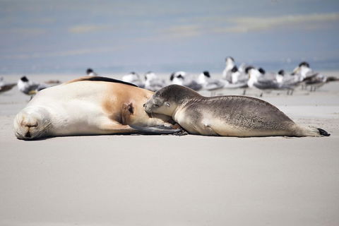 Kangaroo Island Luxury Small Group 'Island Life' Full Day Tour - St Kilda Accommodation 5