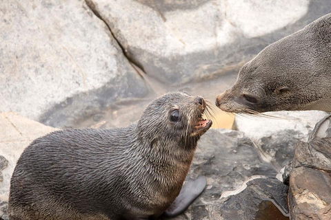 Kangaroo Island Luxury Small Group 'Flinders Chase Focus' Full Day Tour - St Kilda Accommodation 2