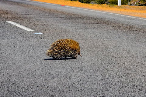 Kangaroo Island Luxury Small Group 'Flinders Chase Focus' Full Day Tour - St Kilda Accommodation 3