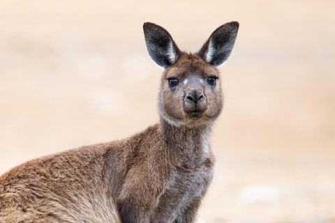Kangaroo Island Luxury Small Group 'East End Explorer' Full Day Tour - St Kilda Accommodation 1
