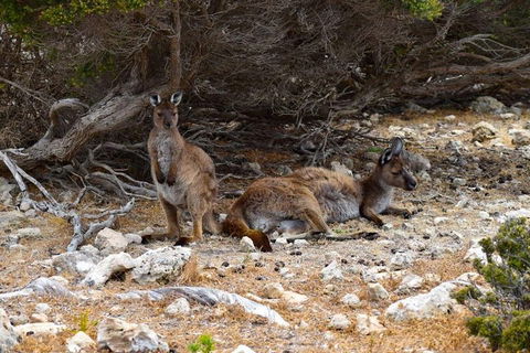 Kangaroo Island Luxury Small Group 'East End Explorer' Full Day Tour - St Kilda Accommodation 4