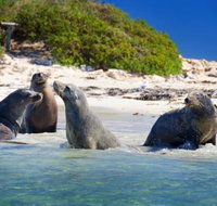 Dolphin Penguin and Sea Lion Cruise - St Kilda Accommodation