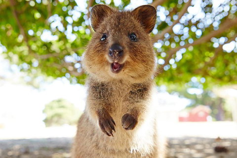 Discover Rottnest With Ferry & Bus Tour From Perth Or Fremantle - St Kilda Accommodation 0