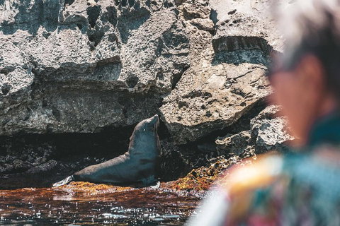 Adventure Rottnest Tour With Ferry & Adventure Cruise From Perth Or Fremantle - St Kilda Accommodation 1