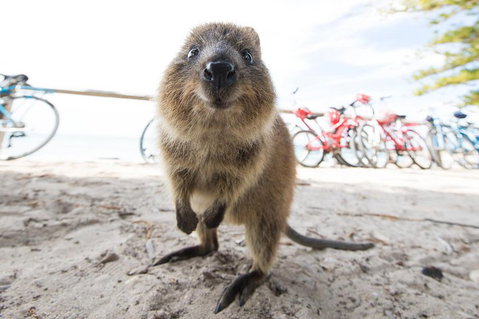 Rottnest Island Round-Trip Ferry From Perth Or Fremantle - St Kilda Accommodation 3