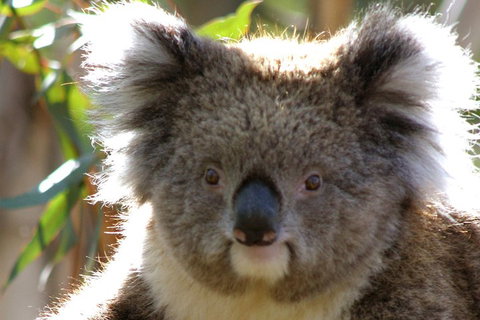 2-Day Great Ocean Road And Grampians Tour From Melbourne - St Kilda Accommodation 3
