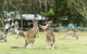 2-Day Great Ocean Road And Grampians Tour From Melbourne - thumb 4