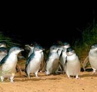 Puffing Billy Moonlit Sanctuary  Penguins Day Tour - St Kilda Accommodation