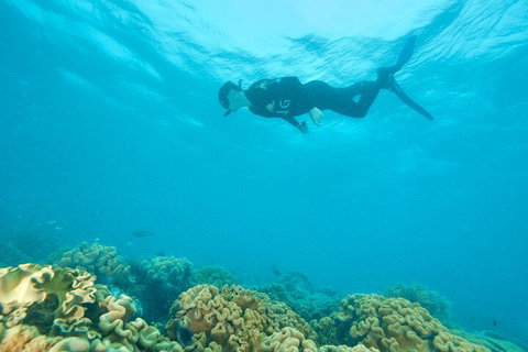Ocean Freedom Great Barrier Reef Personal Luxury Snorkel & Dive Cruise, Cairns - St Kilda Accommodation 5