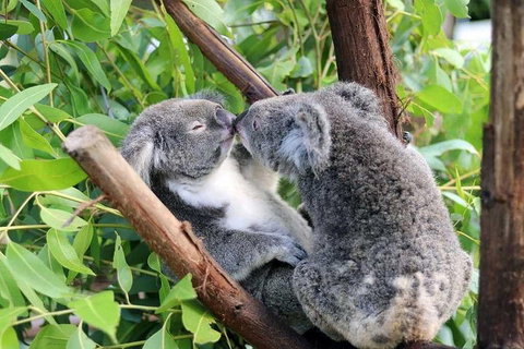 Classic Kuranda By Skyrail And Scenic Railway Including Rainforestation, Koala And Wildlife Park And Pamagirri Aboriginal Experi - St Kilda Accommodation 3
