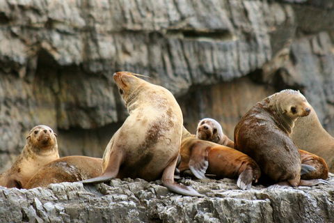 Tasman Island Cruises And Port Arthur Historic Site Day Tour From Hobart - St Kilda Accommodation 1