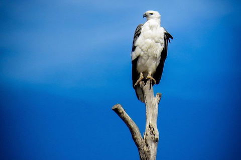 Kangaroo Island 75-Minute Ocean Safari - St Kilda Accommodation 0