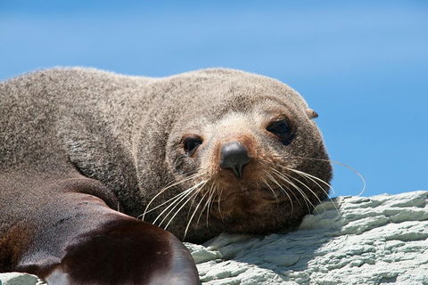 Kangaroo Island 75-Minute Ocean Safari - St Kilda Accommodation 1