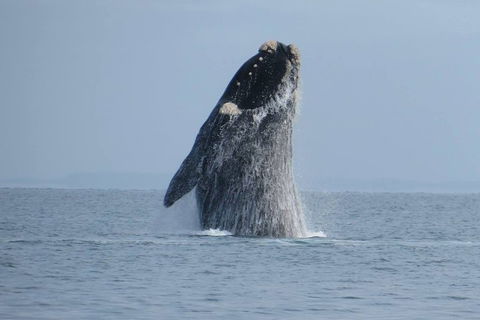 Kangaroo Island 75-Minute Ocean Safari - St Kilda Accommodation 2