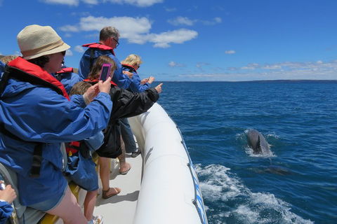 Kangaroo Island 75-Minute Ocean Safari - St Kilda Accommodation 3