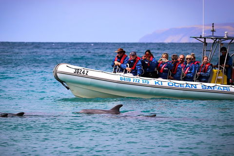 Kangaroo Island 75-Minute Ocean Safari - St Kilda Accommodation 4