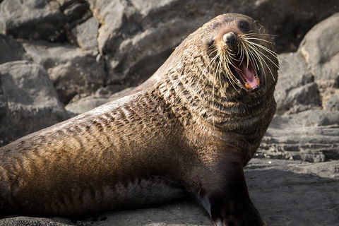 Kangaroo Island 75-Minute Ocean Safari - St Kilda Accommodation 5
