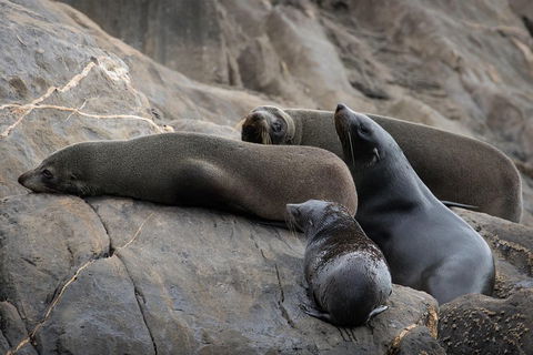 Kangaroo Island Ocean Safari - Snorkeling Safari - St Kilda Accommodation 0
