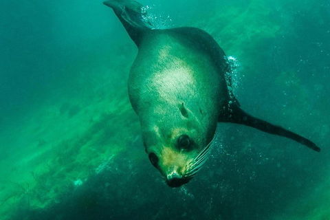 Kangaroo Island Ocean Safari - Snorkeling Safari - St Kilda Accommodation 1