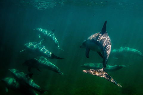 Kangaroo Island Ocean Safari - Snorkeling Safari - St Kilda Accommodation 2