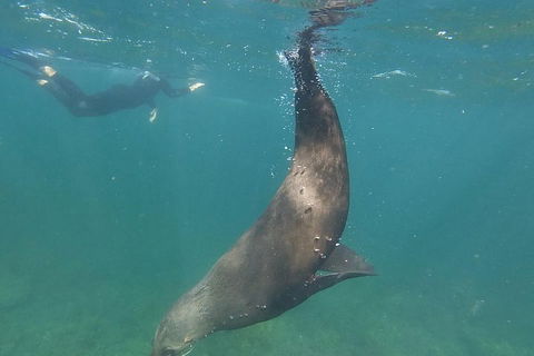 Kangaroo Island Ocean Safari - Snorkeling Safari - St Kilda Accommodation 3