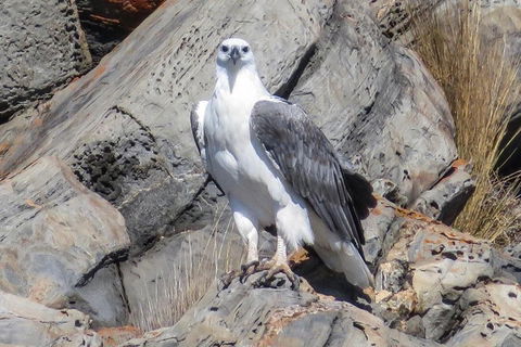 Kangaroo Island Ocean Safari - Snorkeling Safari - St Kilda Accommodation 4