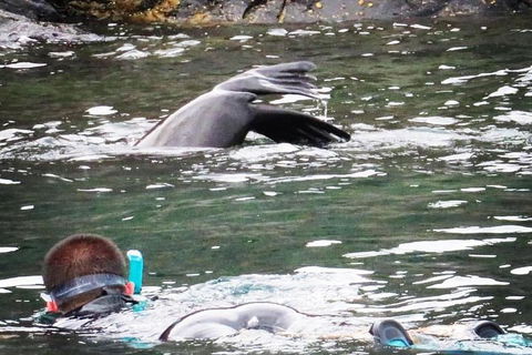 Kangaroo Island Ocean Safari - Snorkeling Safari - St Kilda Accommodation 5