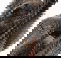 2-Day Kangaroo Island 4WD Small-Group Tour from Adelaide - St Kilda Accommodation