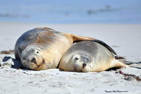 NEW TOUR - Kangaroo Island Road To Recovery Tour (1 Day/1 Night) - St Kilda Accommodation 1