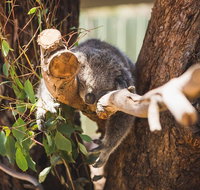 Melbourne City Tour and Phillip Island in One Day - St Kilda Accommodation