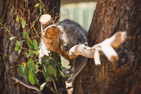 Melbourne City Tour And Phillip Island In One Day - St Kilda Accommodation 0
