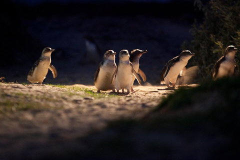Melbourne City Tour And Phillip Island In One Day - St Kilda Accommodation 4