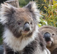 Kuranda Koala Gardens and Birdworld Admission Tickets - St Kilda Accommodation