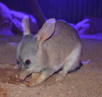 Kuranda Wildlife Experience Three Attraction Pass - St Kilda Accommodation