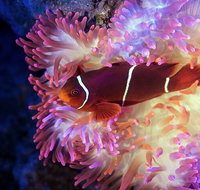 Cairns Aquarium by Twilight with 3-Course Dinner - St Kilda Accommodation